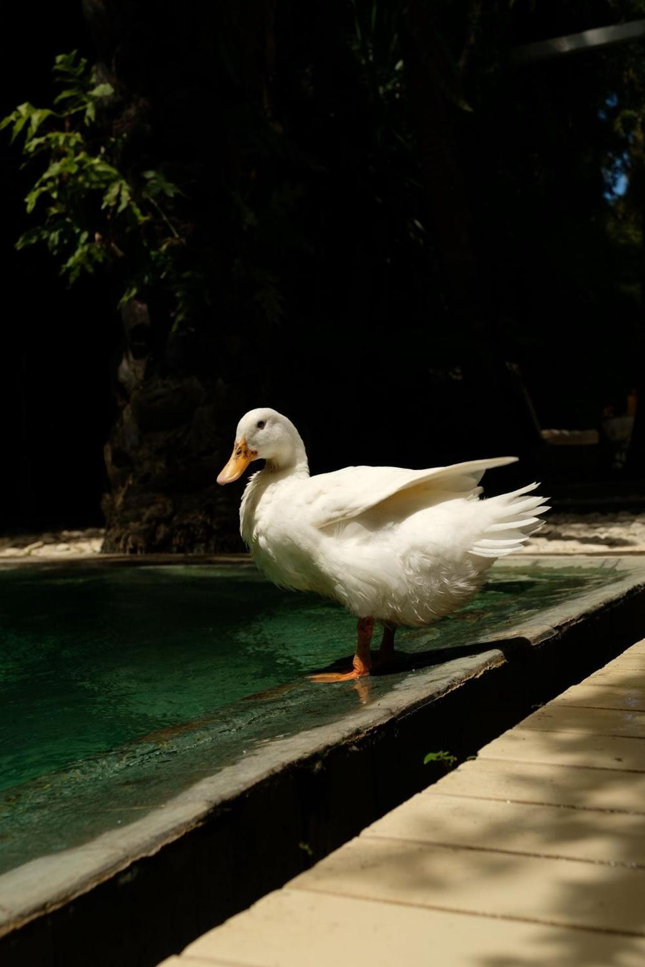 White Goose Boutique Hotel Canggu Dış mekan fotoğraf